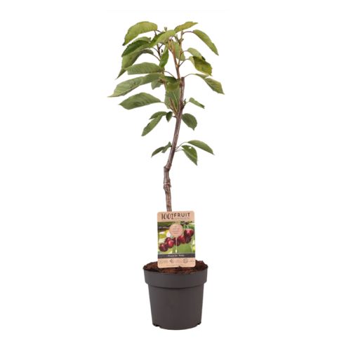 Arbre fruitier 95 cm - image 6